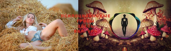 PSILOCYBIN Гусиноозёрск